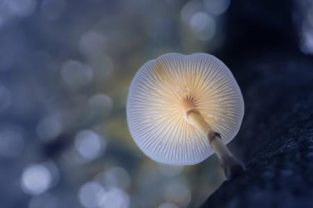 蘑菇，背景，宏，美女，光