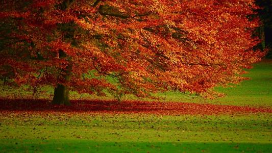 广阔的树冠，树木，绿色的草坪，落叶，秋天，令人印象深刻的美丽