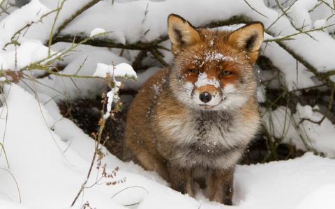 狐狸，小，雪，冰，野