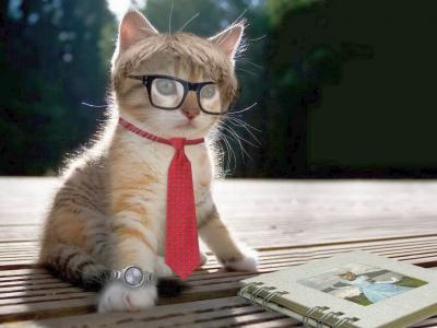 小猫，眼镜，领带，手表，专辑