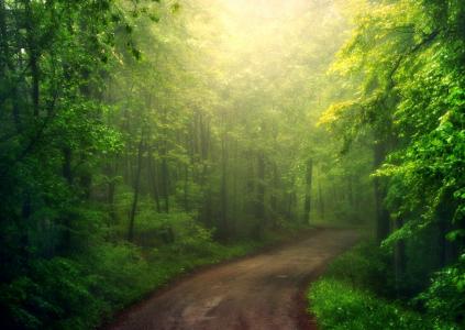 森林，路，树，美女，绿叶，太阳