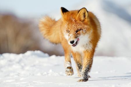 狐狸，雪，舌头，冬天，红色，福克斯