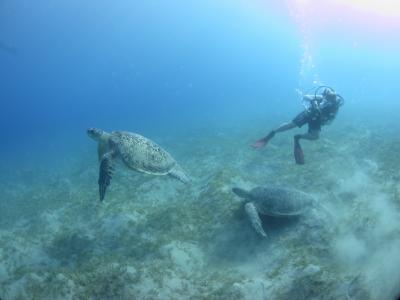 海龟，深海，潜水员