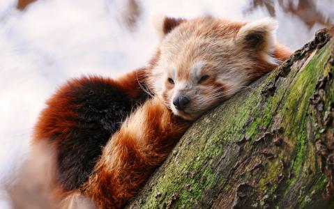 中国，大自然，红熊猫，休息
