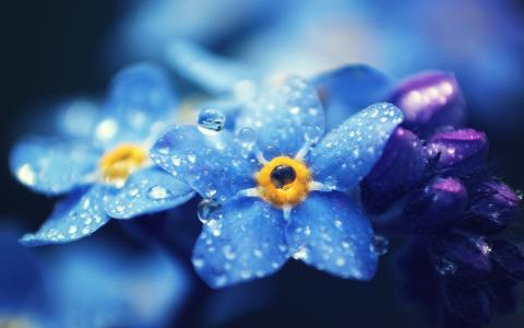 勿忘我，蓝色，鲜花，宏观，露水