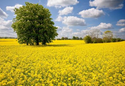 自然，春天，乌克兰，领域，油菜籽，树，板栗，美丽，天空，云