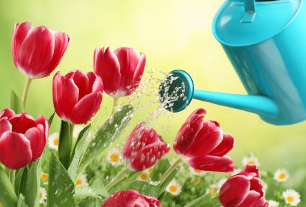 春天，鲜花，郁金香，喷壶，水，浇水