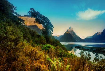 景观，新西兰，山，milford，灌木