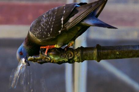 鸟，鸽子，管，水龙头，水，口渴
