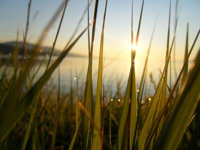 黎明，贝加尔湖，露水，阳光，幸福，草地