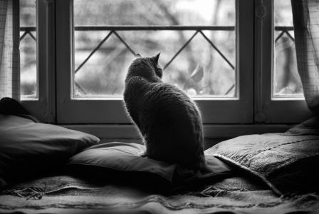 猫，窗口，坎德拉，枕头