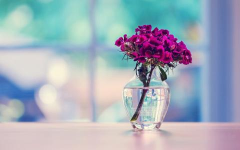 康乃馨，土耳其，鲜花，表面，玻璃，花瓶