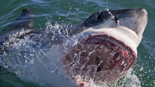 海，鲨鱼，捕食者，诱饵，牙齿，嘴里，水，喷雾
