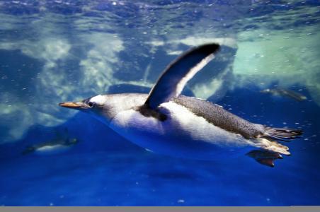 企鹅，企鹅，波浪，跳，跳水，游泳，飞溅，气泡，海，海洋，冰川，南极，自然