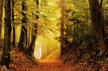 森林，秋季，性质，叶子，亮度