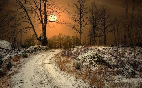 冬天，路径，太阳，树，天空，雪