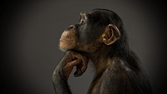 动物壁纸»动物，黑猩猩，猴子