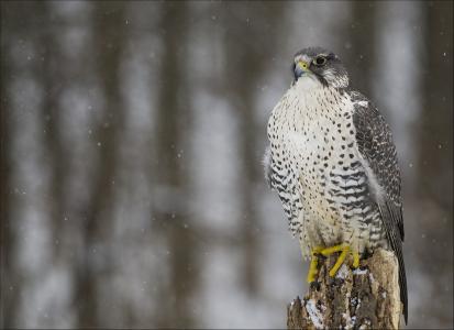 雪，鸟，冬天，gyrfalcon，猎鹰，视图，捕食者