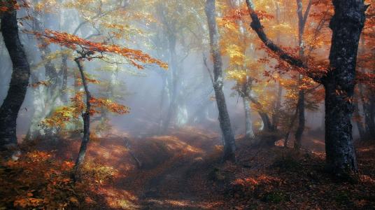 童话，秋天的森林，雾，阿列克谢Milokost