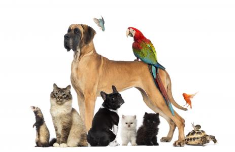 动物，鸟类，不同，许多，狗，狗，猫，鹦鹉，小猫，龟，蜗牛