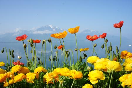 瑞士，维也纳，湖，山，自然，鲜花，春天