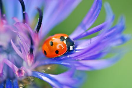 花，昆虫，矢车菊，蓝色，甲虫，瓢虫