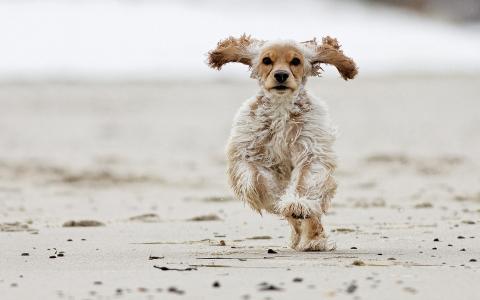 狗，湿，头发，沙，奔跑，耳朵，速度