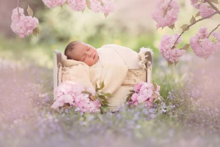 婴儿，婴儿，婴儿，婴儿床，睡眠，自然，春天，开花，分支机构，樱花