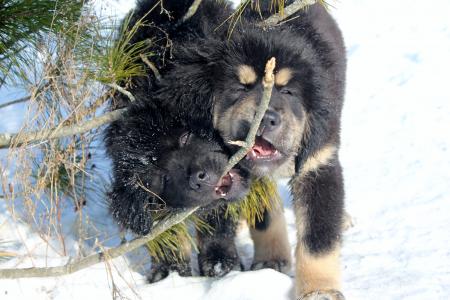 狗，冬天，西藏，藏獒，雪，动物