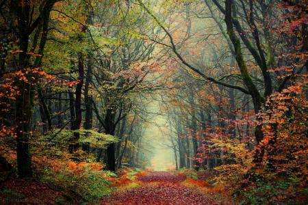 秋天，森林，树木，路径，落叶，秋天的颜色，雾