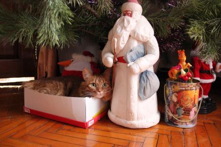 猫，千岛短尾，新年，圣诞树，圣诞老人，2014，海豹，新年的心情，新年玩具，马年