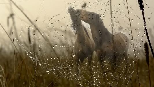 马，恋人，蜘蛛网