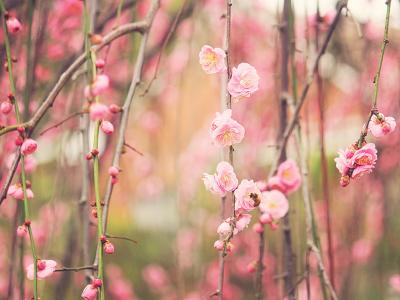 樱花，粉红色的花朵，树枝，花蕾，花朵，蜜蜂