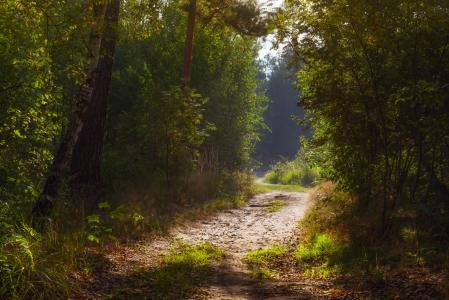 夏天，森林，七月，早上，路径，黎明，Galanzovskaya Oksana3