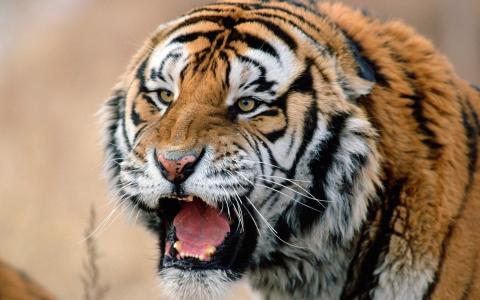 老虎，咆哮，嘴巴，侵略，咧嘴笑
