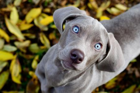 查看，叶子，狗，weimaraner，眼睛，看，蓝色