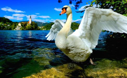 性质，景观，布莱德，斯洛文尼亚，湖，鸟，天鹅