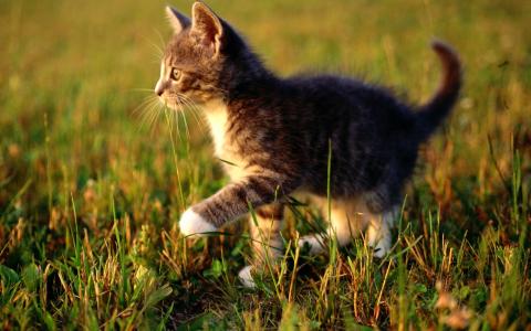 小猫，条纹蹒跚学步，杂草