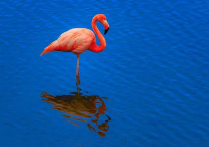 火烈鸟，粉红色，水，背景