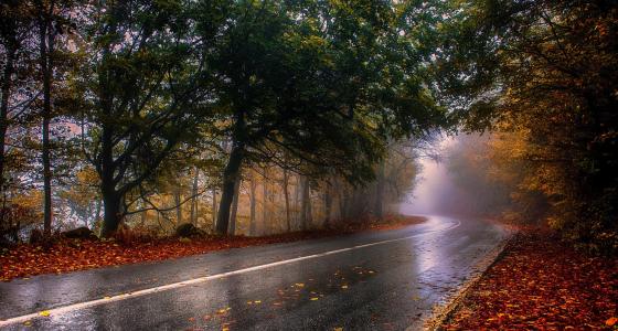 性质，道路，秋季，森林，雨后