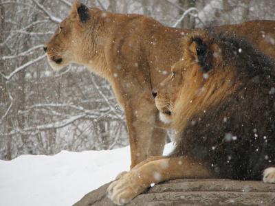 猫，冬天，动物，狮子，雪，母狮，野兽之王
