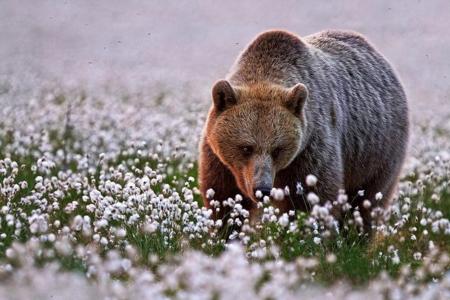 熊，林间空地，鲜花，嗅