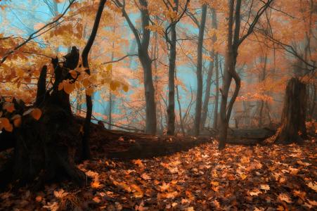 秋天，森林，起雾，树木，性质