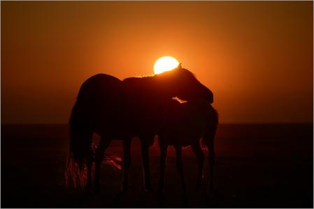 马，场，太阳，日落，通过Gennady Shatov