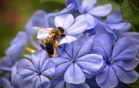 蜜蜂，花瓣，重点，丁香，鲜花，宏观