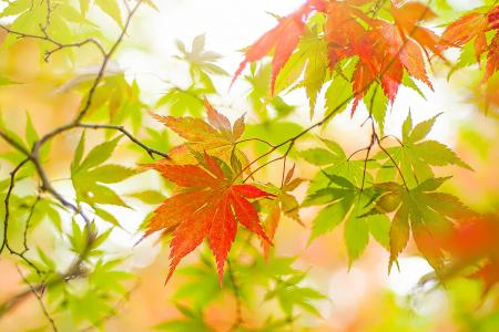 秋天，树枝，枫树，树，日本枫树，叶子，光