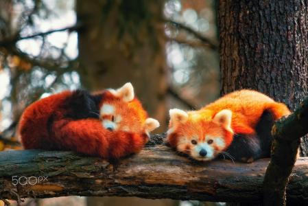 火狐，红熊猫，大​​自然，休息