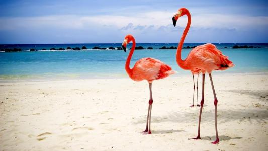 粉红色的火烈鸟，沙滩，海
