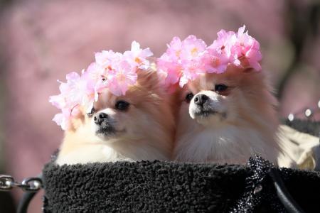 动物，狗，夫妇，博美犬，花圈，樱花，鲜花