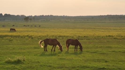 牧场，马匹，棕色的皮肤